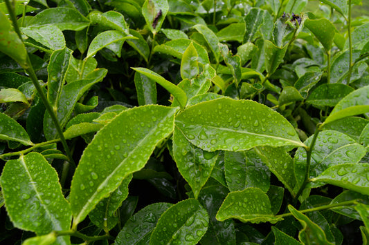 Discover the latest: how new EU safety reports change the future of tea tree oil